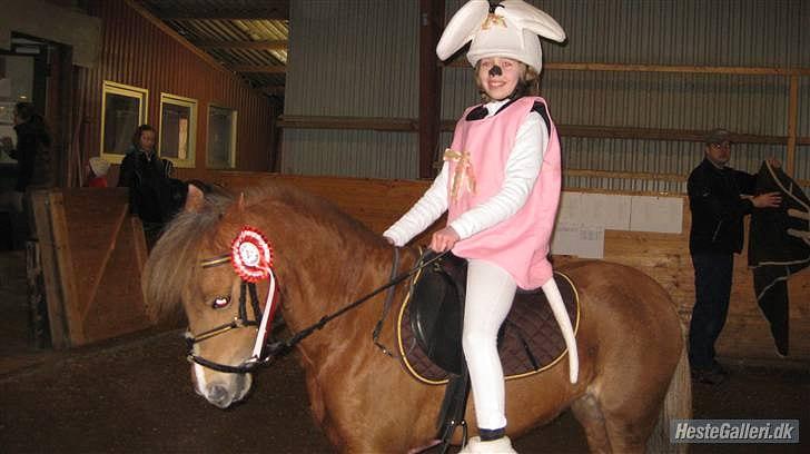 Welsh Pony (sec B) Hedebo's Cindi - Min smukke pruh, efter vores første stævne :-) Hun var fantastisk! billede 3