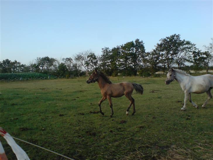 Anden særlig race Lilo *Solgt* billede 20