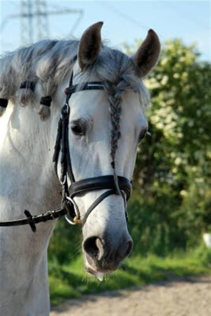 Pura Raza Española Jerezano LXVI - / Fotograf -  Julia Vasnel, Brugernavn: Julia(Amatør Fotografering) billede 12