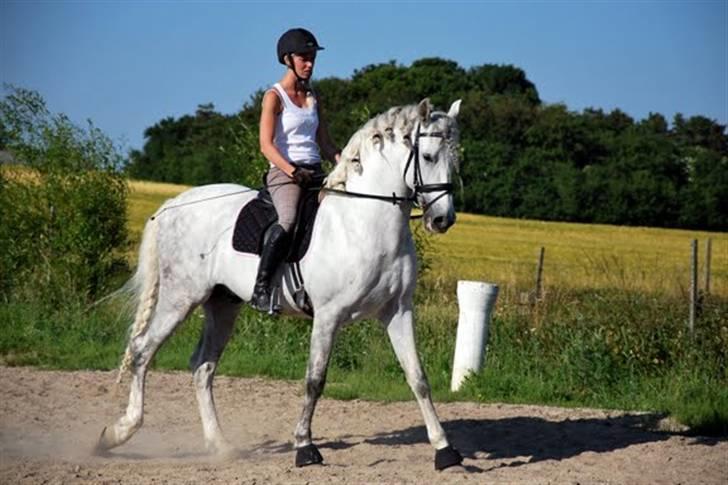 Pura Raza Española Jerezano LXVI - / Fotograf -  Julia Vasnel, Brugernavn: Julia(Amatør Fotografering) billede 15