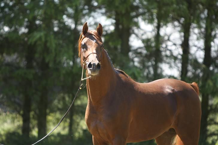 Arabisk fuldblod (OX) Wroclaw-AVLSHINGST- billede 11