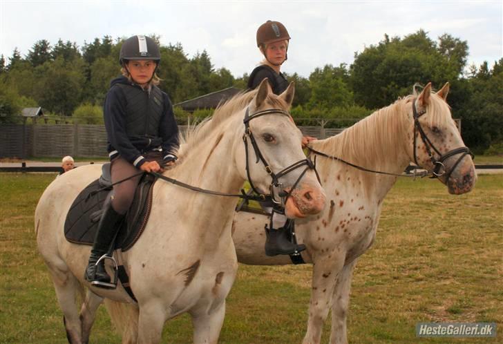 Anden særlig race Roosgårdens Carlos - er klar til at ride  på stranden <3 billede 9