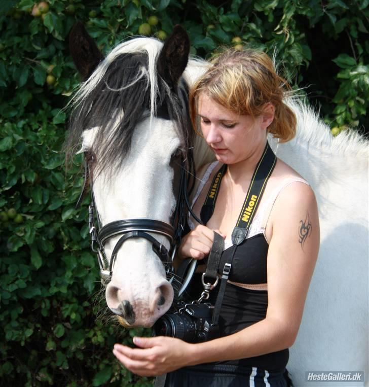 Barockpinto Nordholm's Aiko *R.I.P*  billede 2