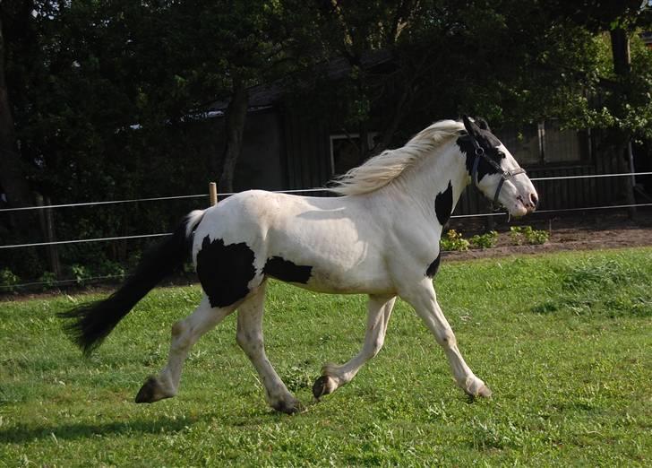 Barockpinto Nordholm's Aiko *R.I.P*  billede 3