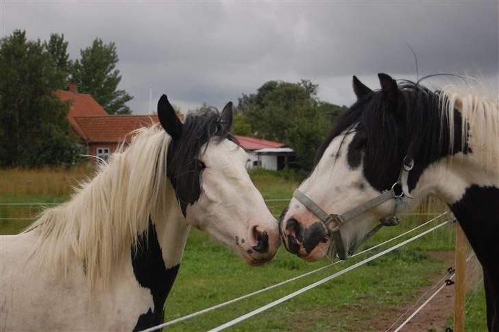 Barockpinto Nordholm's Aiko *R.I.P*  - Aiko og samson billede 4