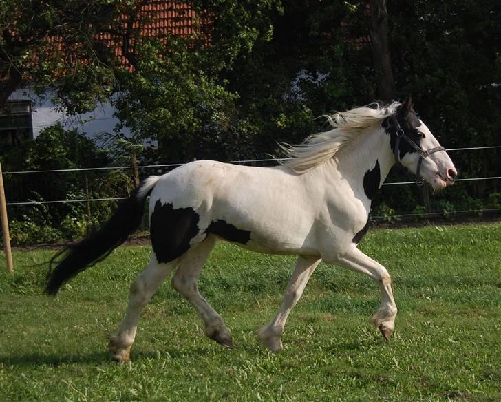 Barockpinto Nordholm's Aiko *R.I.P*  billede 6