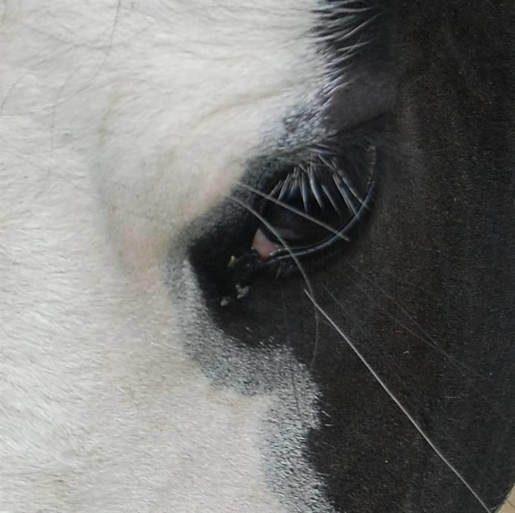 Barockpinto Nordholm's Aiko *R.I.P*  billede 8