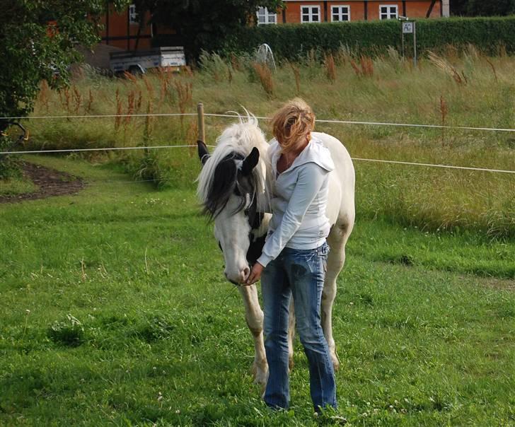 Barockpinto Nordholm's Aiko *R.I.P*  billede 13