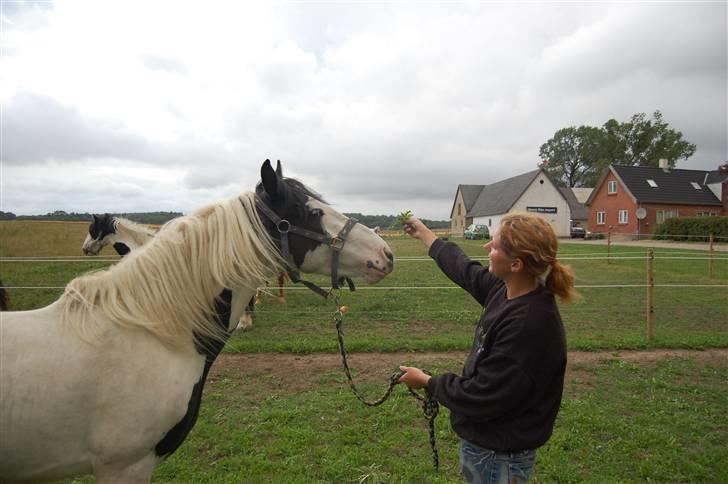 Barockpinto Nordholm's Aiko *R.I.P*  billede 16