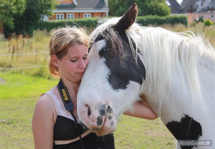 Barockpinto Nordholm's Aiko *R.I.P*  - hat du en guffer?? billede 17