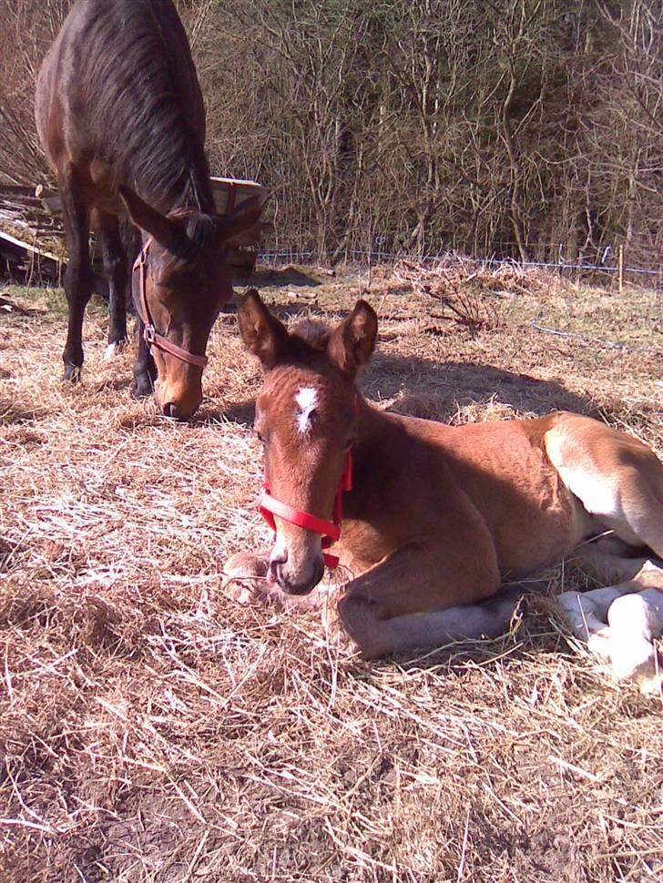 Anden særlig race Candy - D. 2/4-09 Candy, med hendes første grime, selvfølgelig i rød :o) billede 8