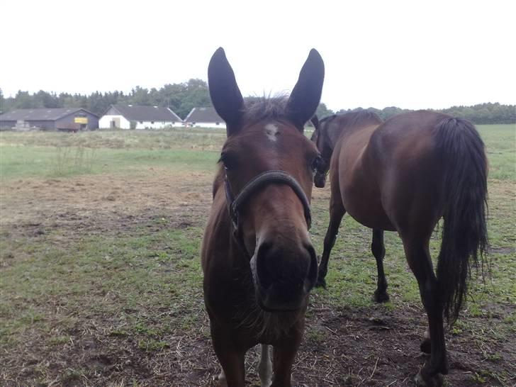Anden særlig race Candy - D. 23/7-09 Candy på marken. billede 9