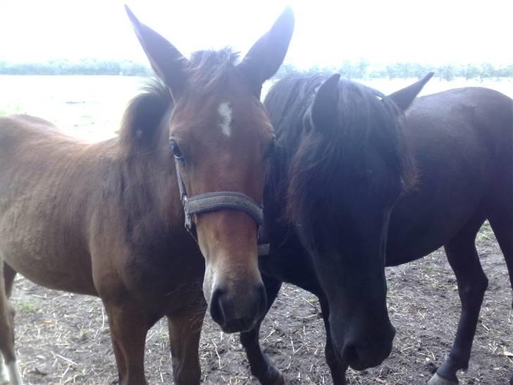 Anden særlig race Candy - D. 23/7-09 Candy på marken, sammen med Sally. billede 10