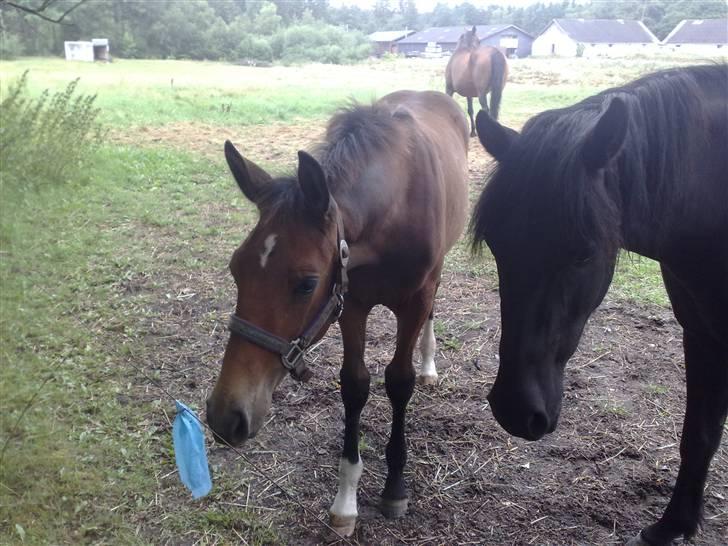 Anden særlig race Candy - D. 23/7-09 Candy på marken, sammen med Sally. billede 11