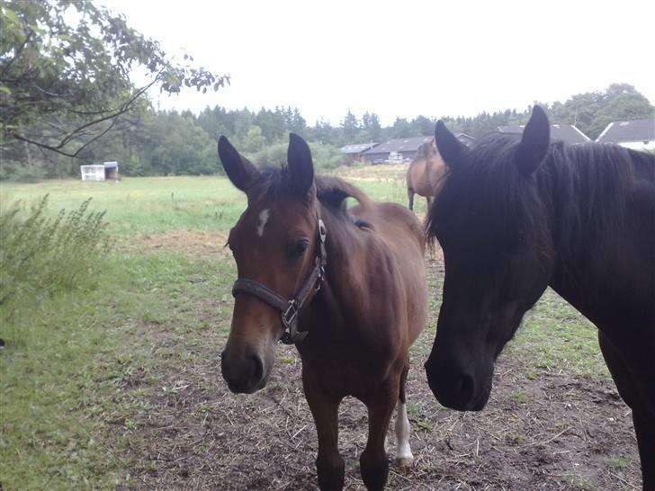 Anden særlig race Candy - D. 23/7-09 Candy på marken, sammen med Sally. billede 12