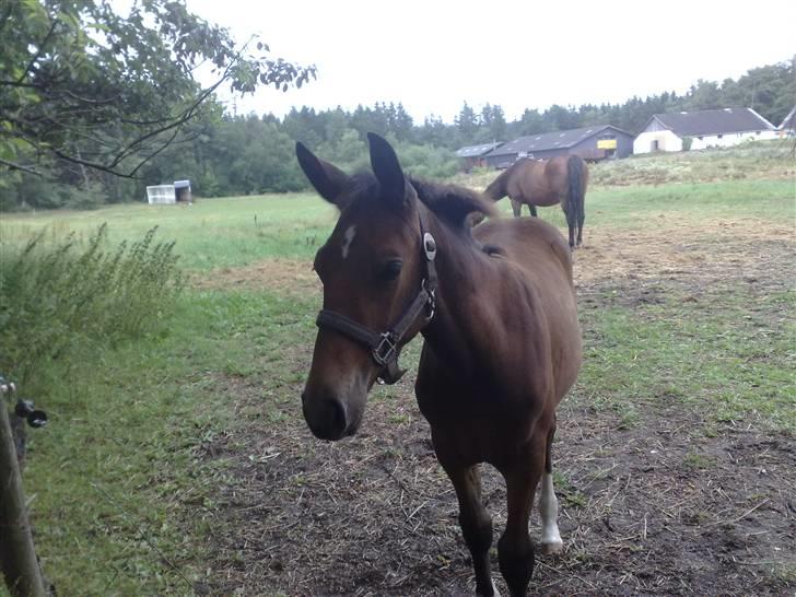 Anden særlig race Candy - D. 23/7-09 Candy på marken. billede 13