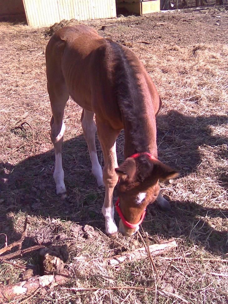 Anden særlig race Candy - D. 2/4-09 Candy, med hendes første grime, selvfølgelig i rød :o) billede 14