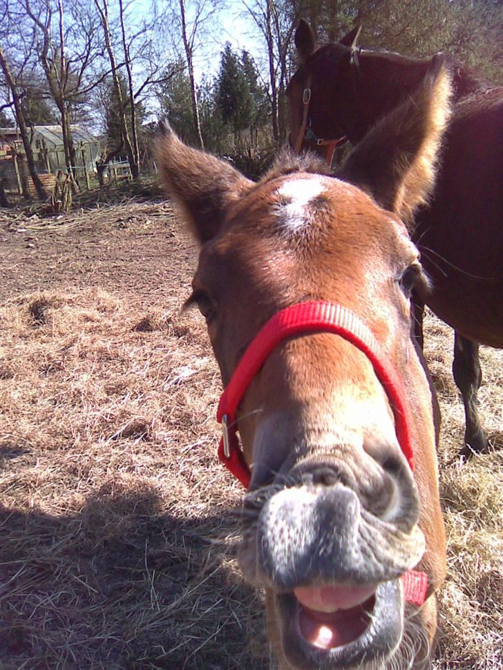 Anden særlig race Candy - D. 2/4-09 Candy, med hendes første grime, selvfølgelig i rød :o) billede 15