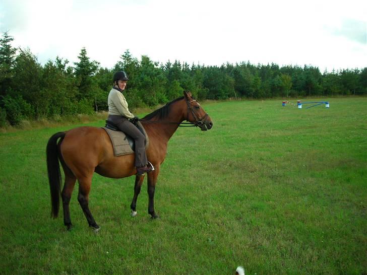 Dansk Varmblod Klostervangs nautilus - Ka´ i se ligheden ?... billede 23