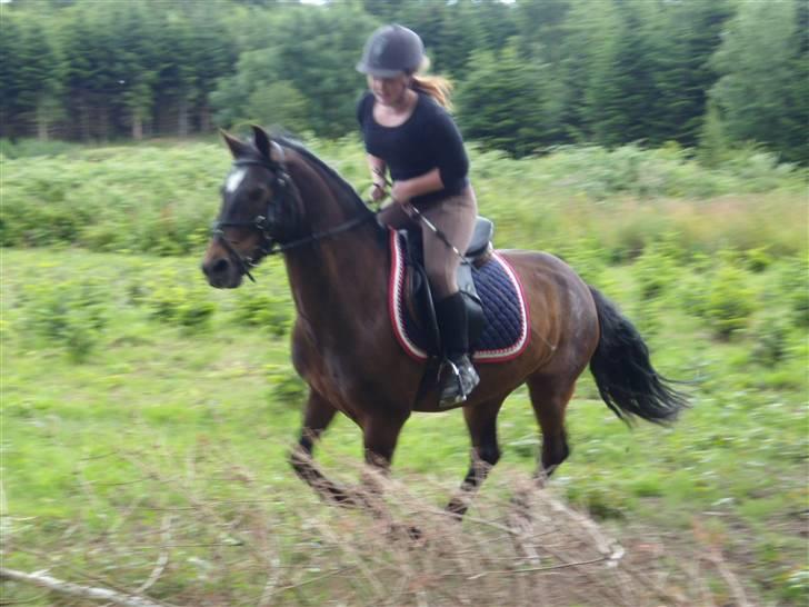 Connemara Bobby af Boest Nørregaard - Fotograf i skoven: Kizzer billede 12