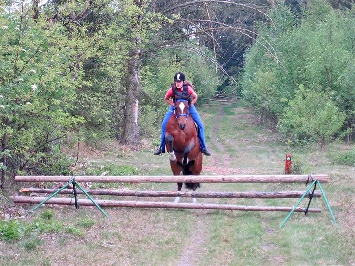 New Forest Malido billede 9