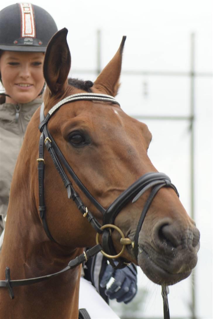 Hollandsk Varmblod Unlimited - solgt  - - velkommen til limses profil  billede 1