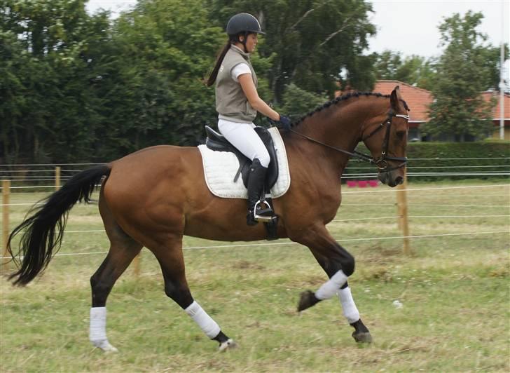 Hollandsk Varmblod Unlimited - solgt  - billede 2