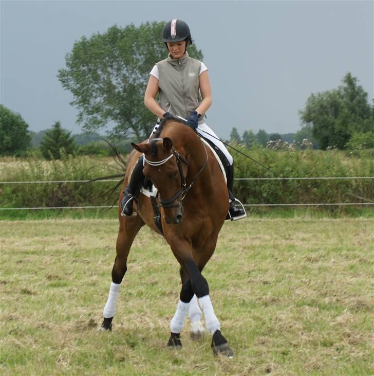 Hollandsk Varmblod Unlimited - solgt  - billede 3