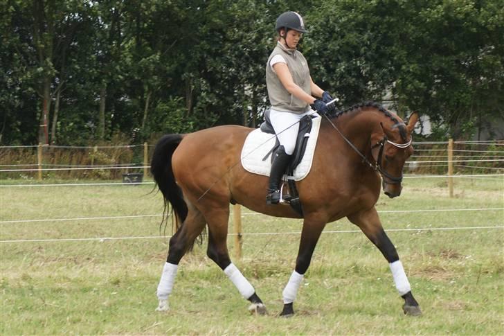 Hollandsk Varmblod Unlimited - solgt  - billede 4