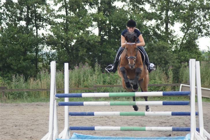 Hollandsk Varmblod Unlimited - solgt  - billede 5