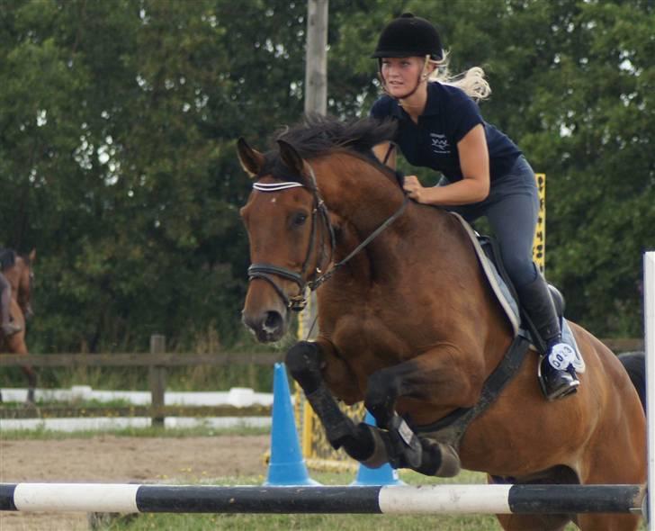 Hollandsk Varmblod Unlimited - solgt  - billede 6