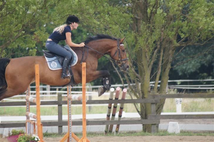 Hollandsk Varmblod Unlimited - solgt  - billede 7