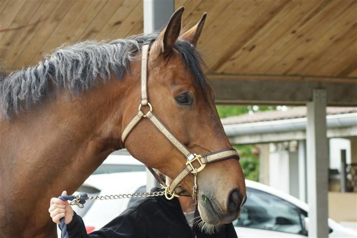 Hollandsk Varmblod Unlimited - solgt  - - limse på vej ind i boksen :b billede 8