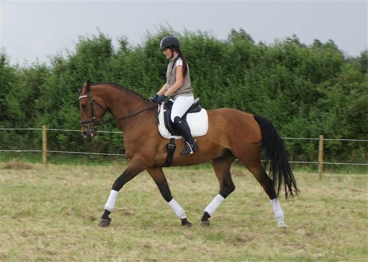 Hollandsk Varmblod Unlimited - solgt  - billede 9