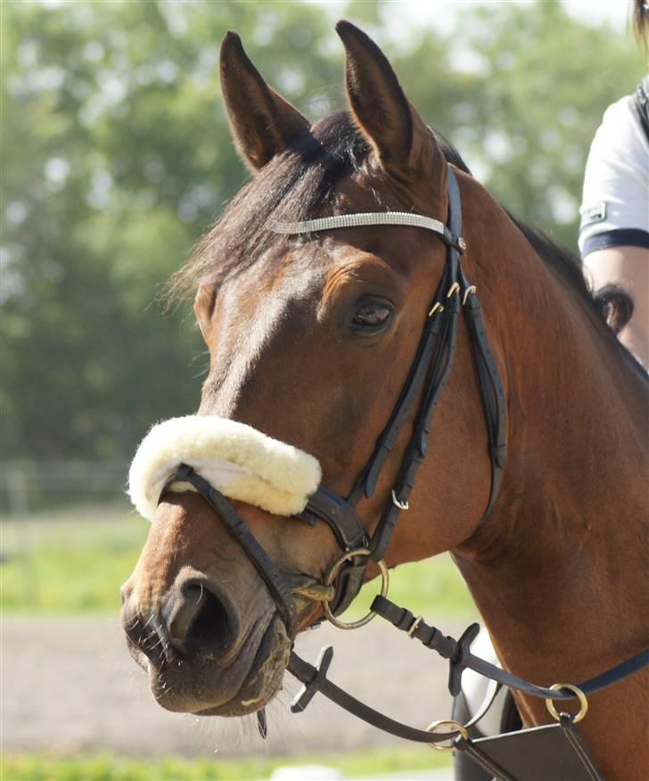 Hollandsk Varmblod Unlimited - solgt  - billede 10