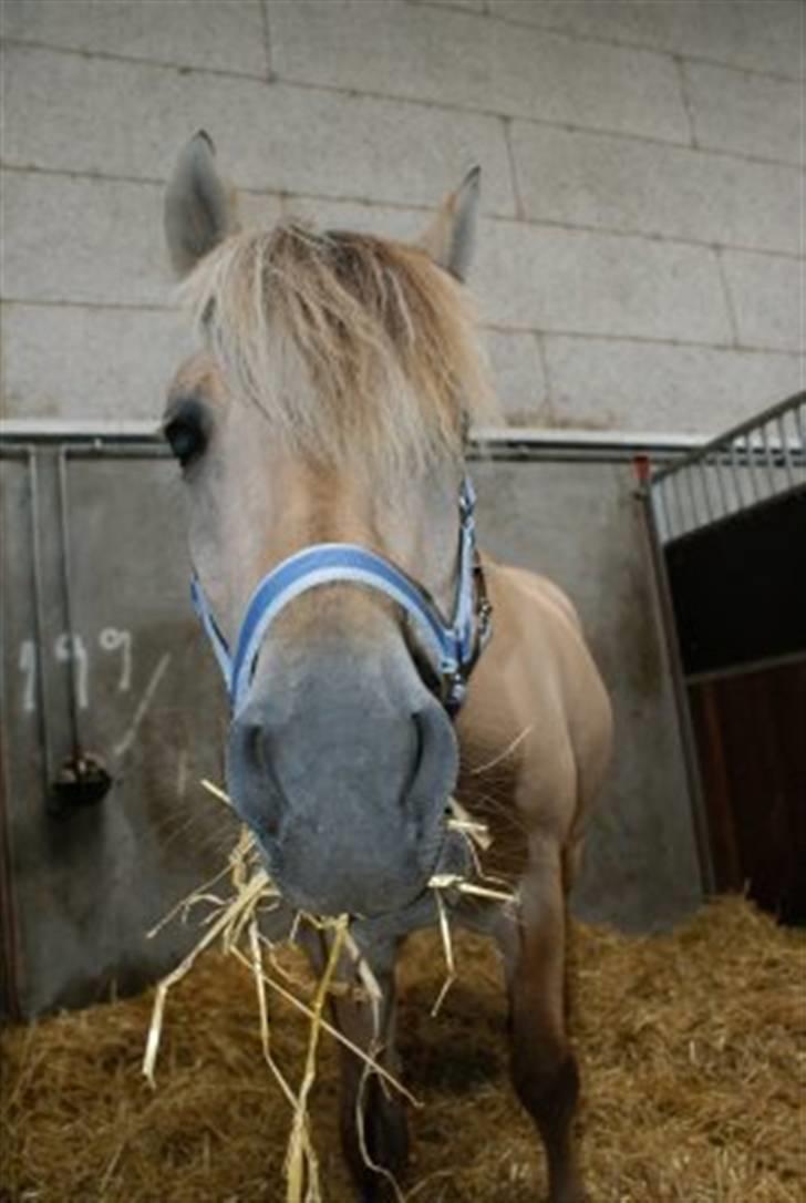 Fjordhest Halskovs Vulkan -  Velkommen til vulkans profil                          Foto : Christina Normand  billede 1
