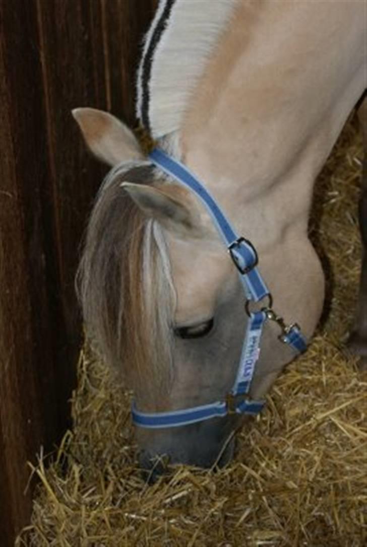 Fjordhest Halskovs Vulkan - Foto : Christina Normand billede 2