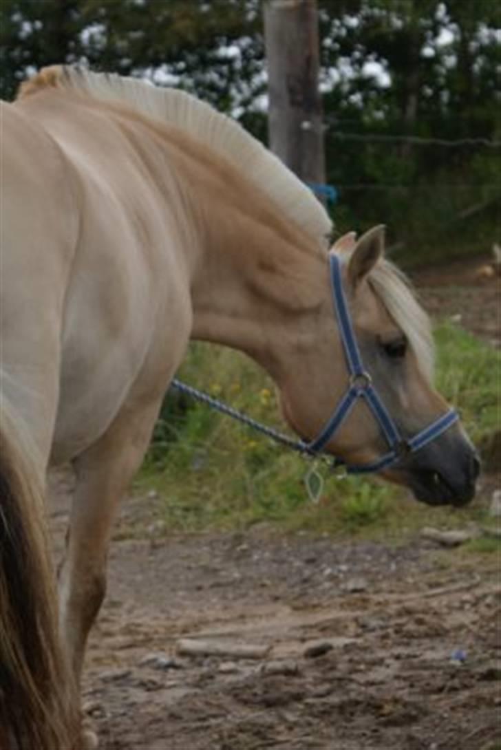 Fjordhest Halskovs Vulkan - Foto : Christina Normand billede 3
