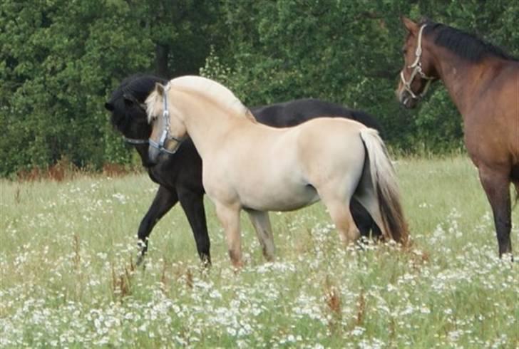Fjordhest Halskovs Vulkan - Foto : Christina Normand billede 4