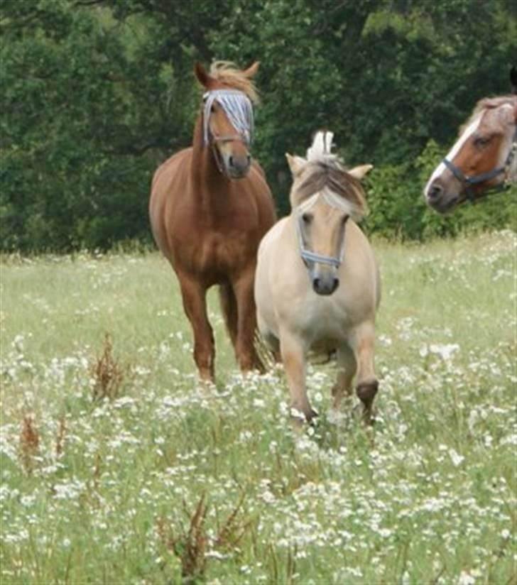 Fjordhest Halskovs Vulkan - Foto : Christina Normand billede 5