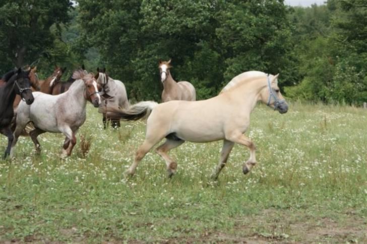 Fjordhest Halskovs Vulkan - Foto : Christina Normand billede 6