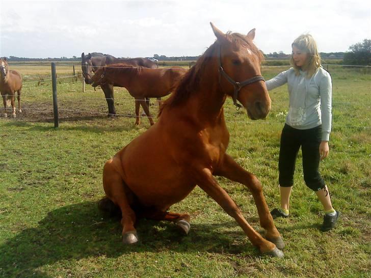 Anden særlig race Hudini! - skøre hest <3 foto Pernille Lynge <3 billede 15