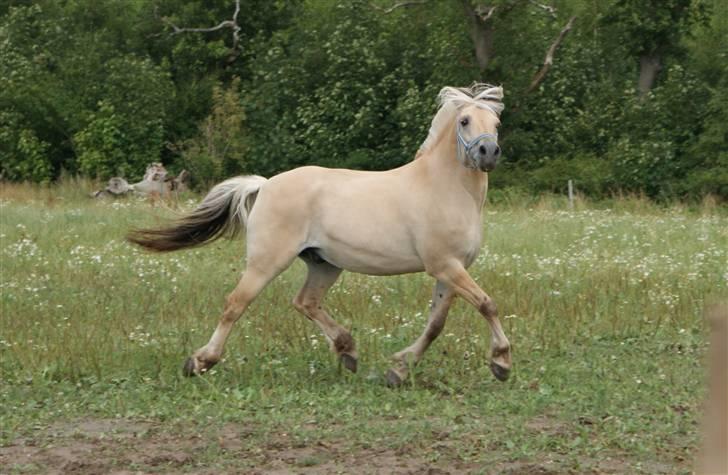 Fjordhest Halskovs Vulkan - Foto : Christina Normand billede 7