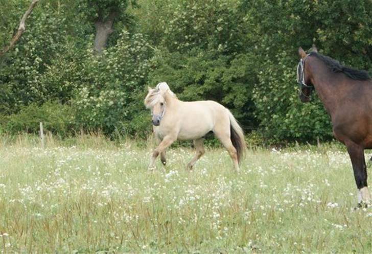 Fjordhest Halskovs Vulkan - Foto : Christina Normand billede 8