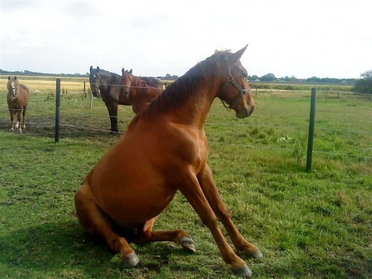 Anden særlig race Hudini! - min hudini igen :D foto Pernille Lynge <3 billede 16