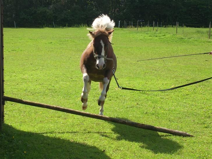 Anden særlig race Jackpot<33 R.I.P  billede 11