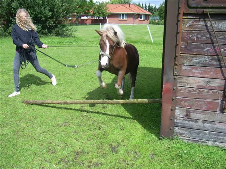Anden særlig race Jackpot<33 R.I.P  billede 12