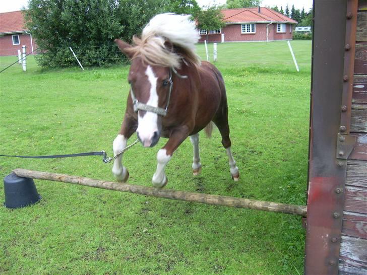 Anden særlig race Jackpot<33 R.I.P  billede 13