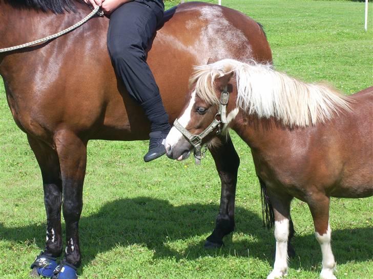 Anden særlig race Jackpot<33 R.I.P  billede 14