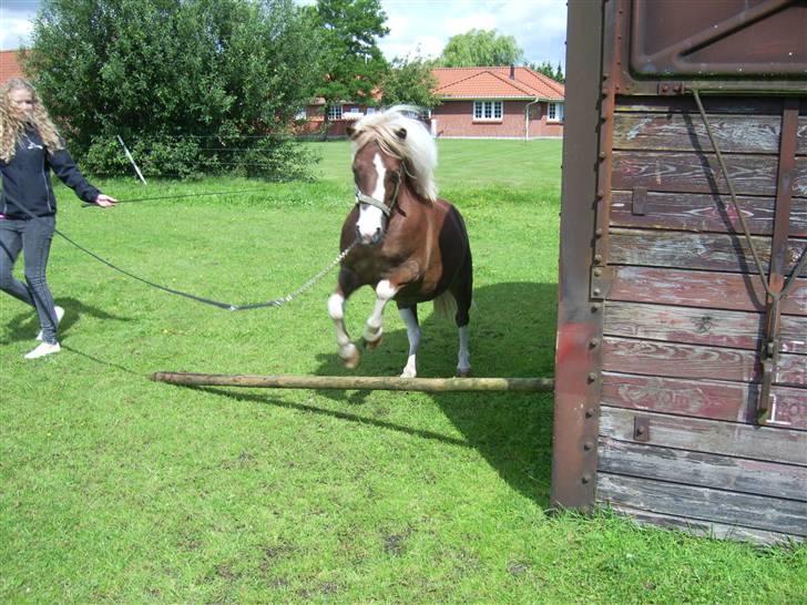 Anden særlig race Jackpot<33 R.I.P  billede 15
